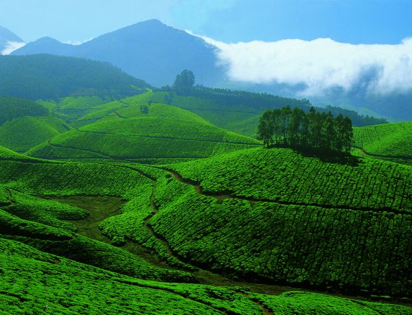 best hill view resorts in Munnar